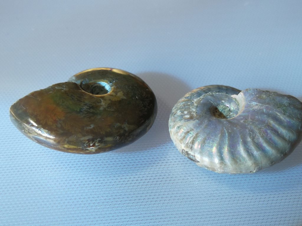 Ammonite $12- ONLY 1 LEFT!
